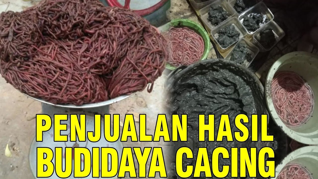
                                 Penjualan-Hasil-Budidaya-Cacing